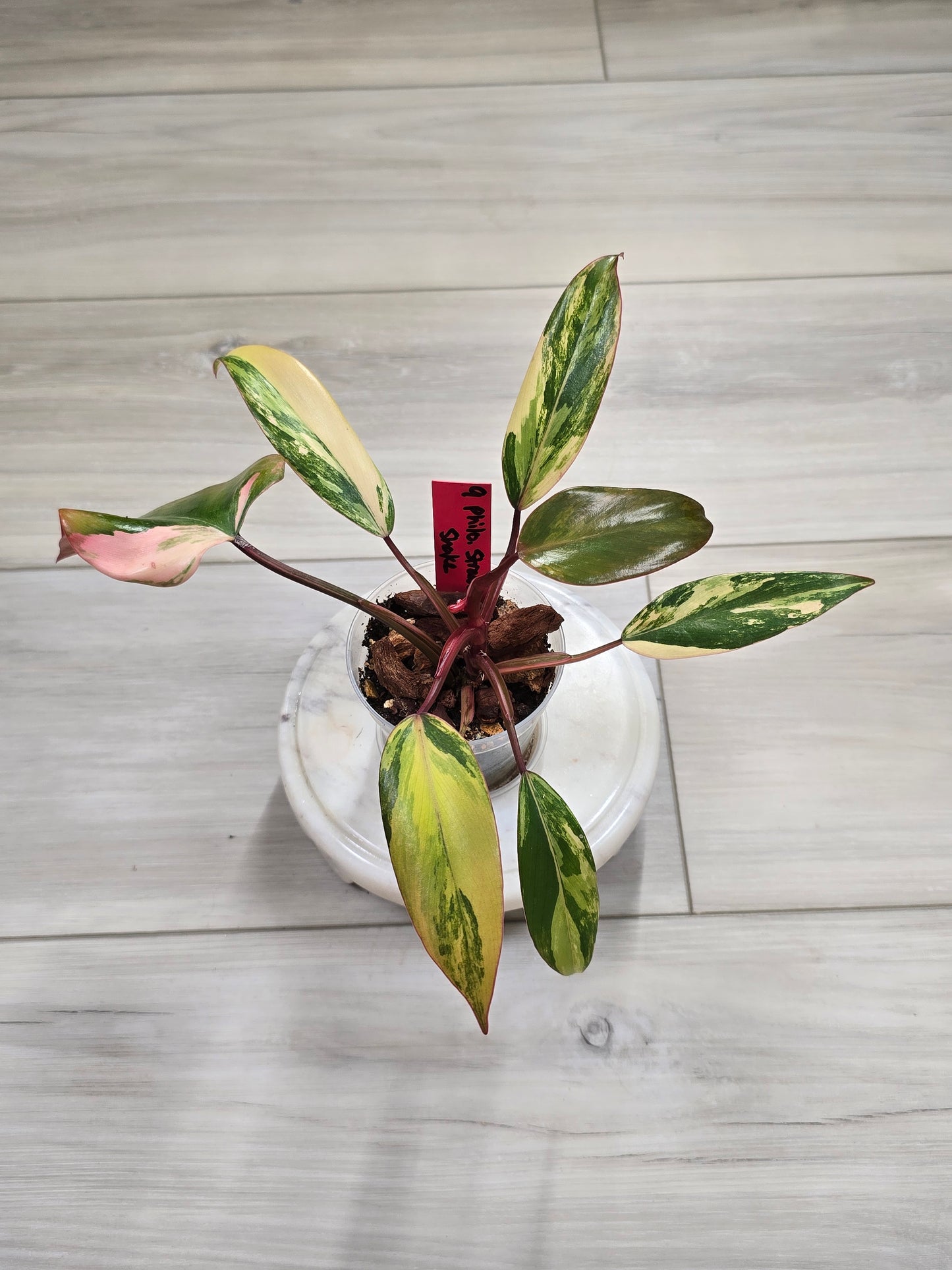 Philodendron Strawberry Shake #9