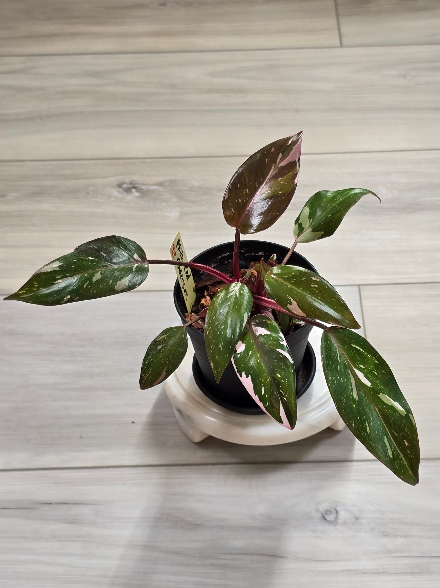 Philodendron Red Anderson #33