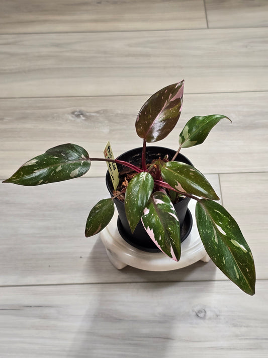 Philodendron Red Anderson #33