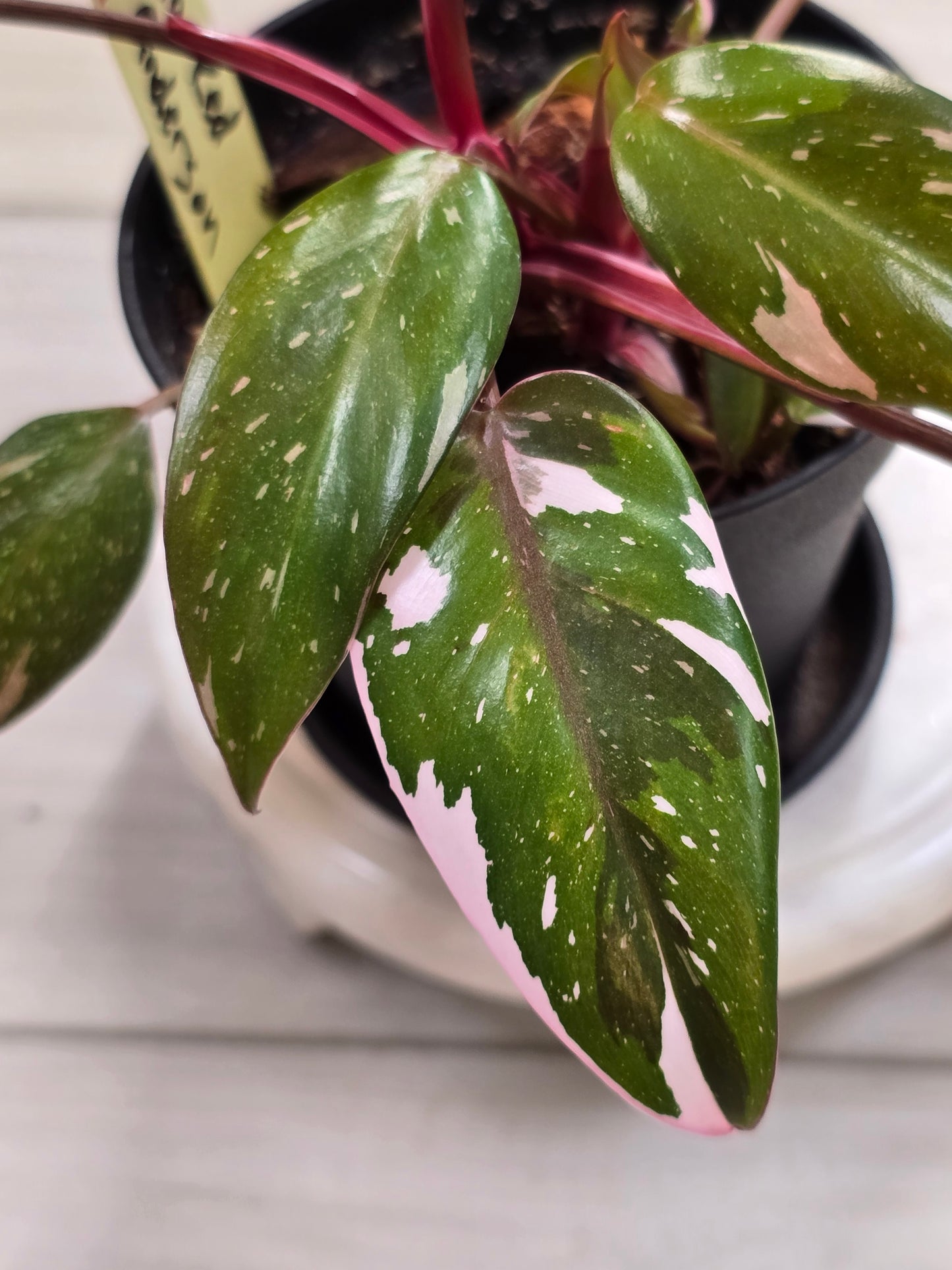 Philodendron Red Anderson #33