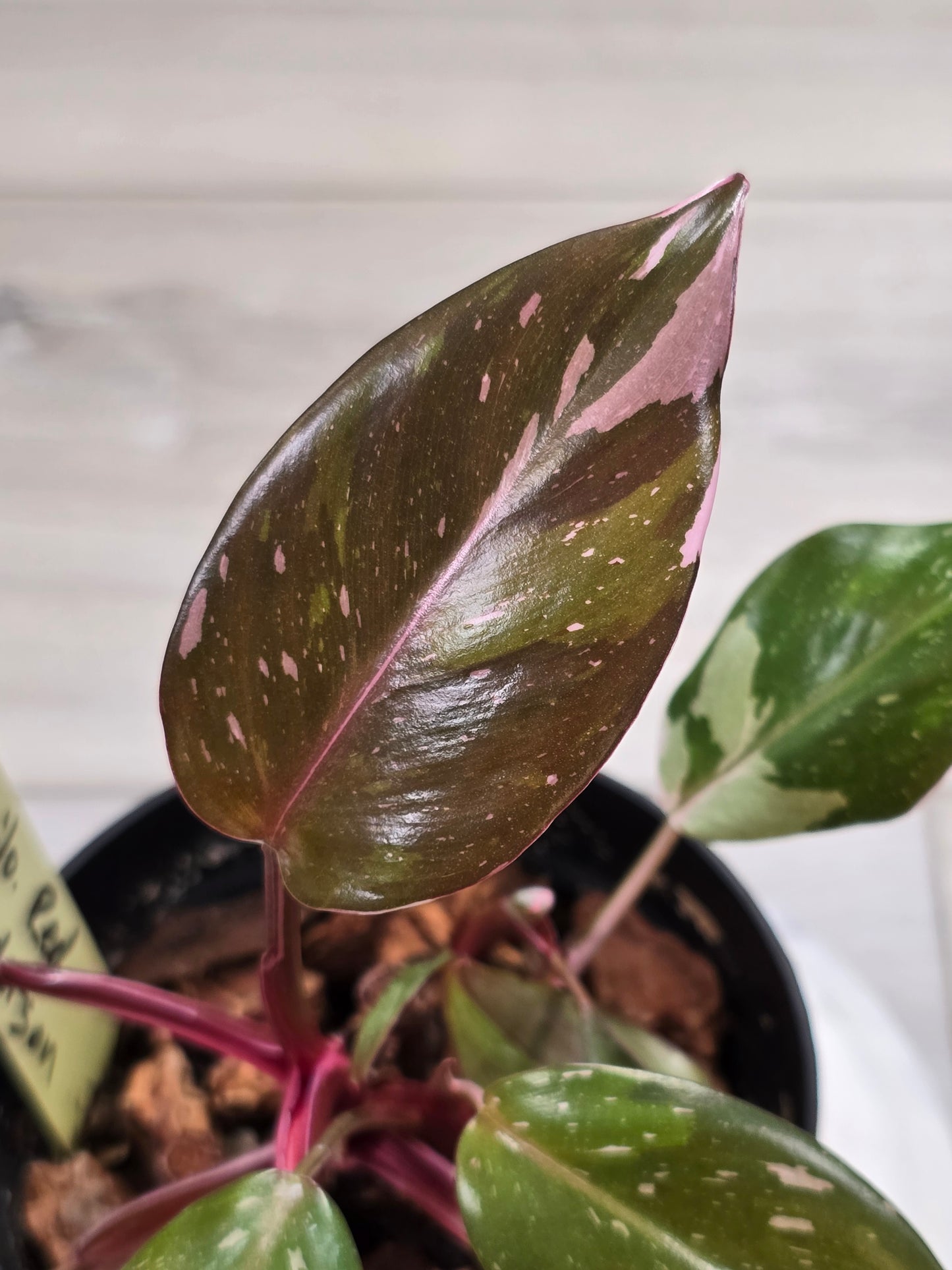 Philodendron Red Anderson #33
