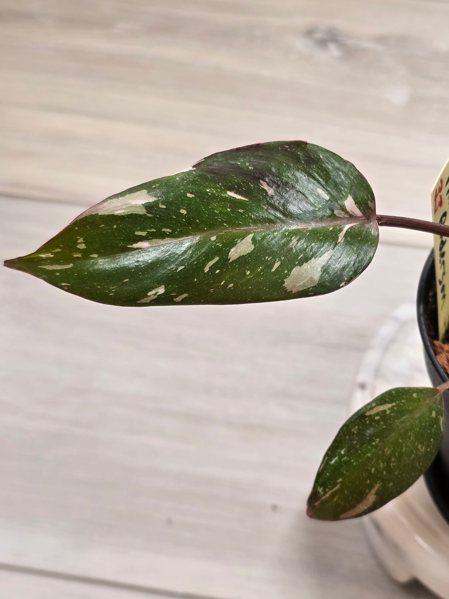 Philodendron Red Anderson #33