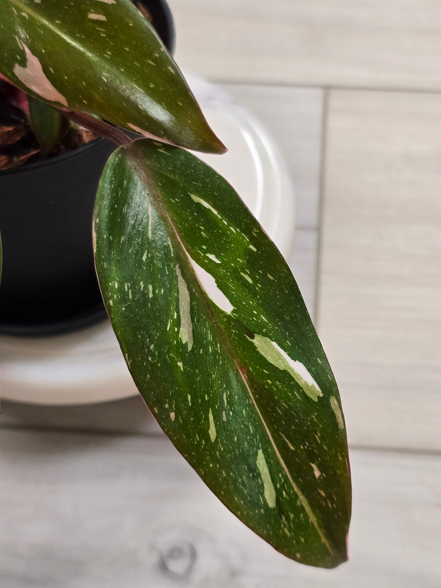Philodendron Red Anderson #33
