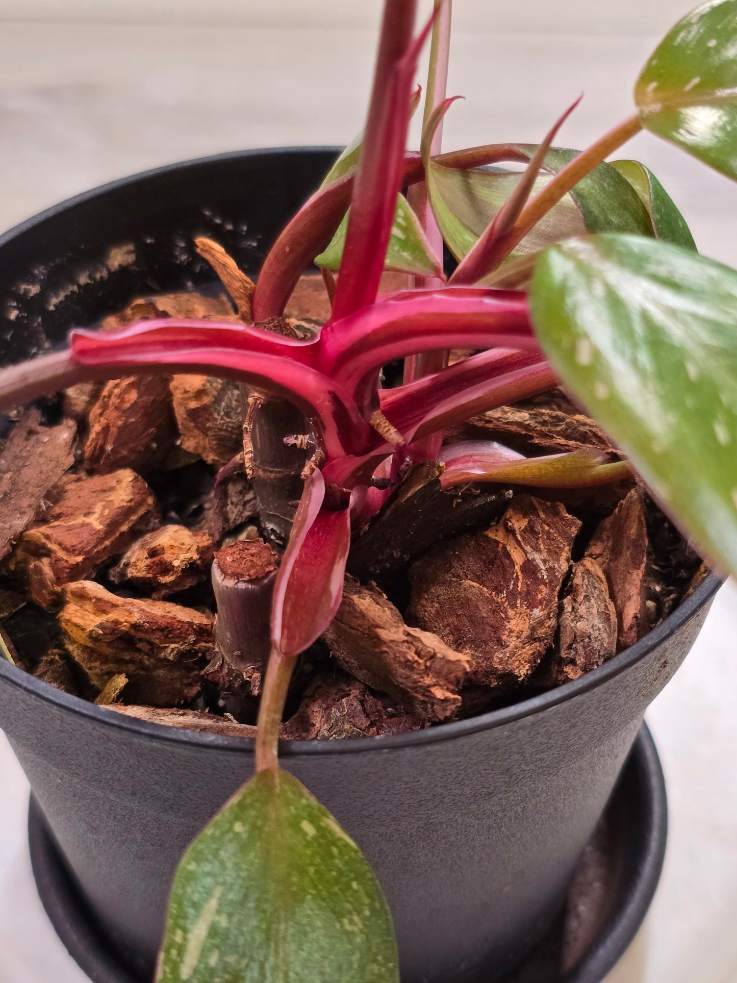 Philodendron Red Anderson #33