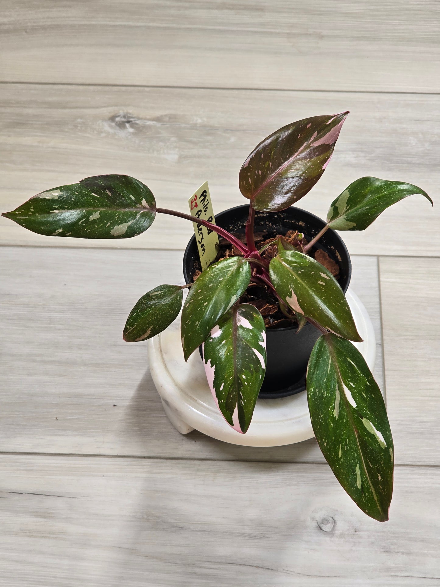Philodendron Red Anderson #33