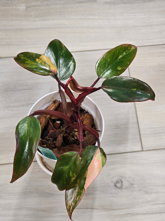 Philodendron Strawberry Shake #2
