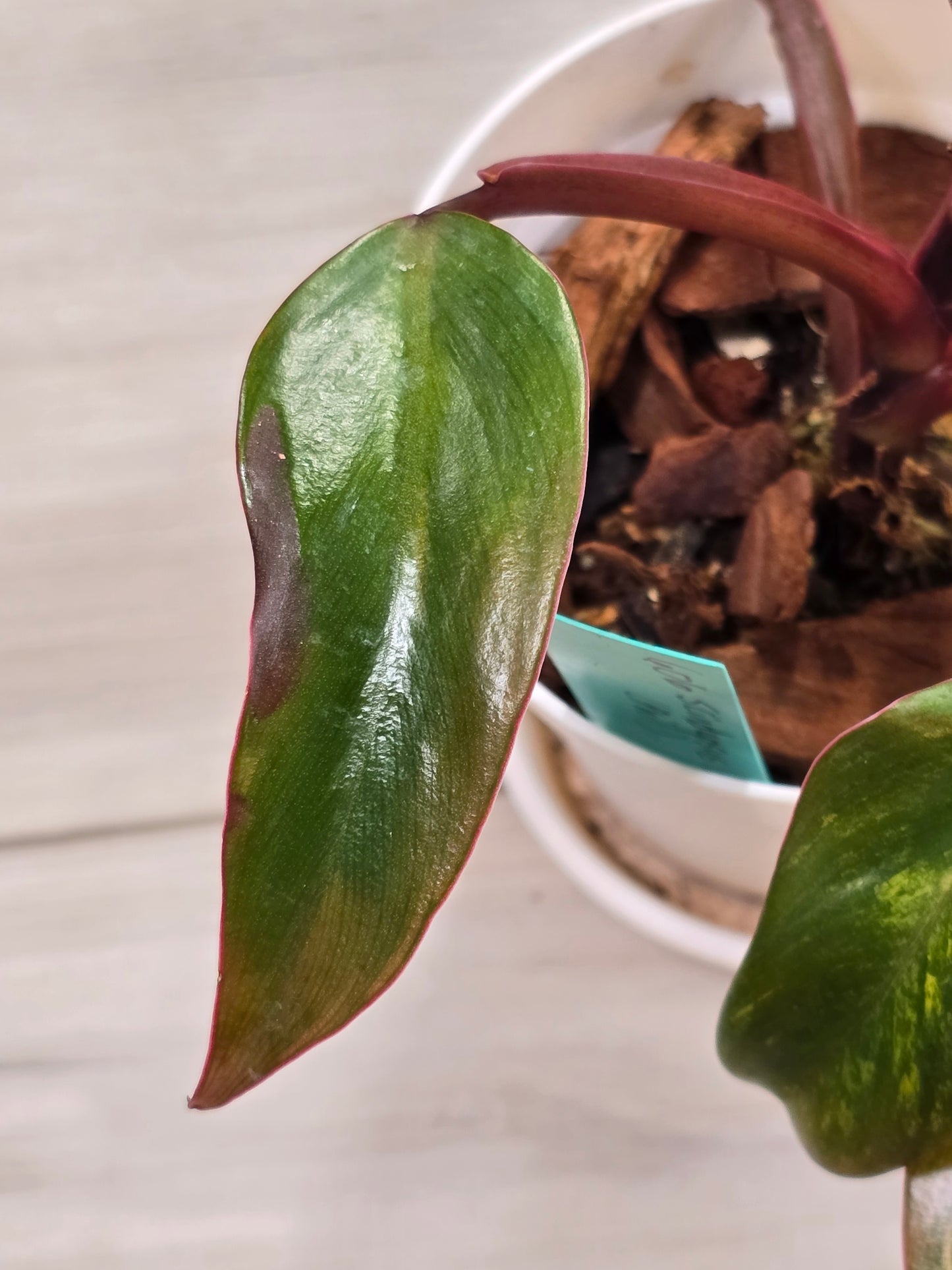 Philodendron Strawberry Shake #2