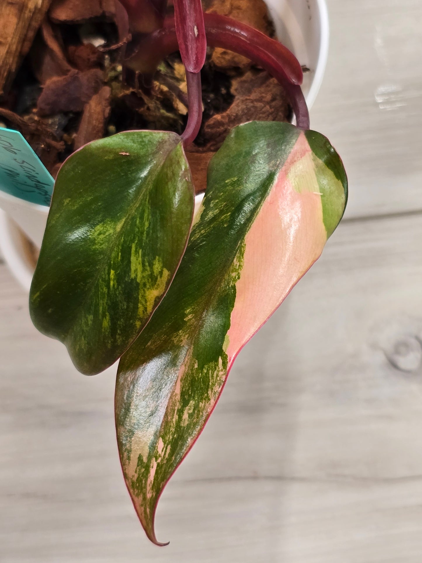 Philodendron Strawberry Shake #2
