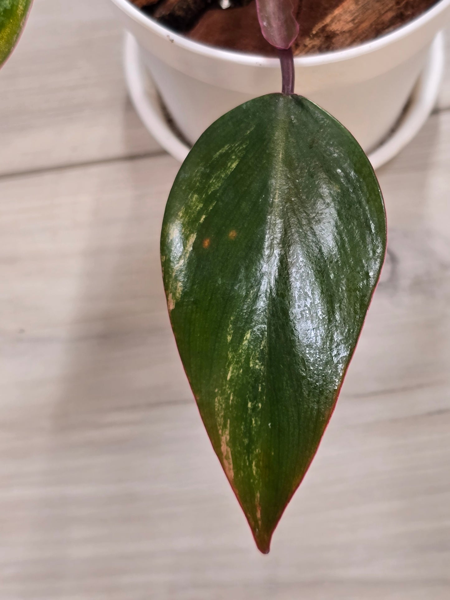 Philodendron Strawberry Shake #2