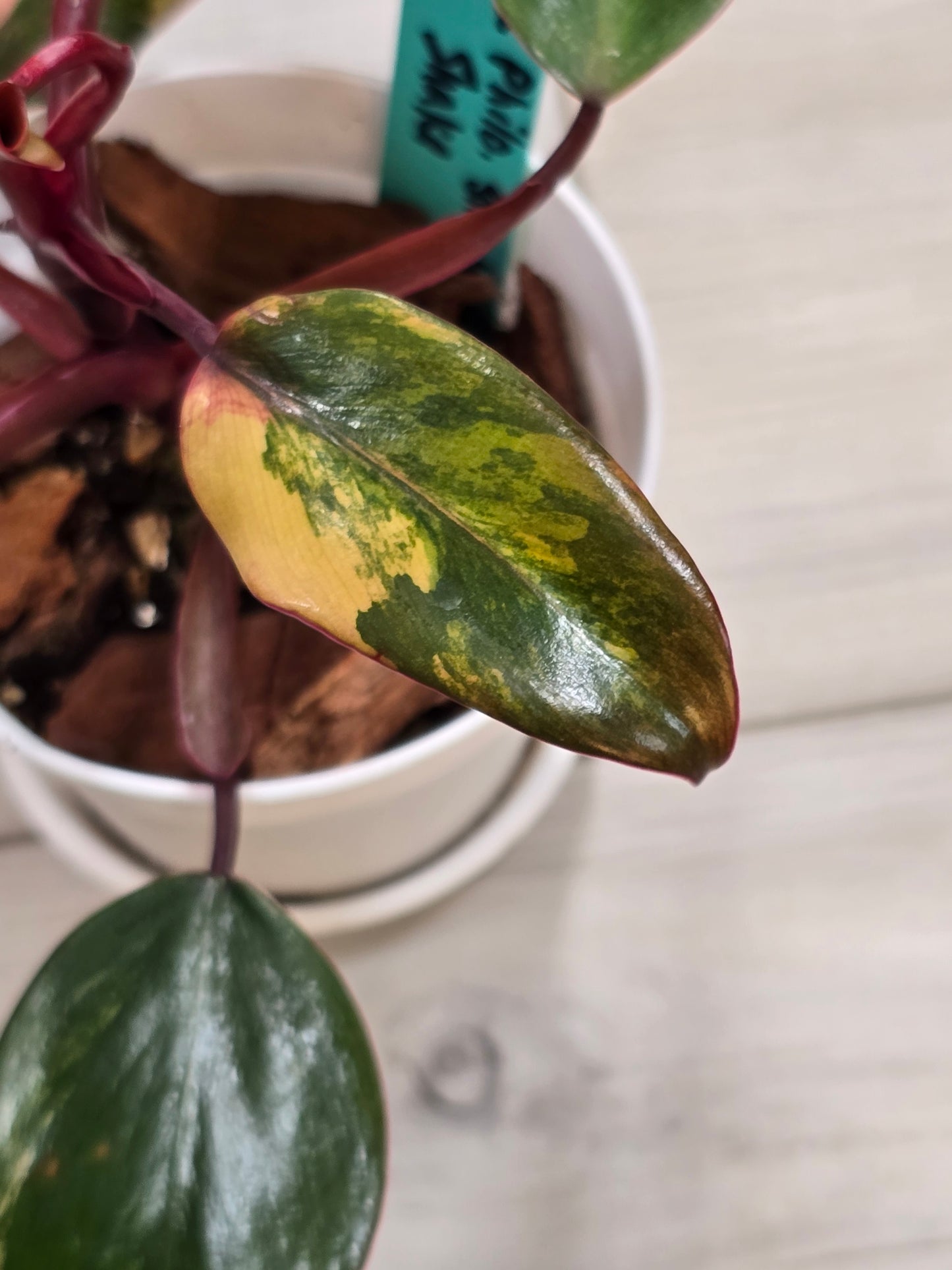 Philodendron Strawberry Shake #2