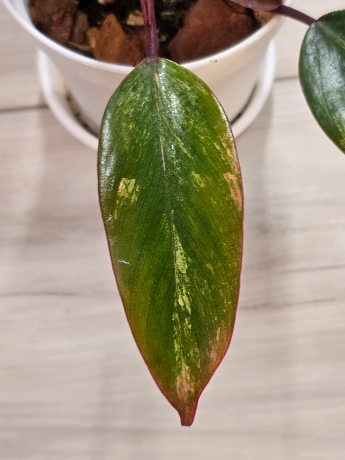 Philodendron Strawberry Shake #2