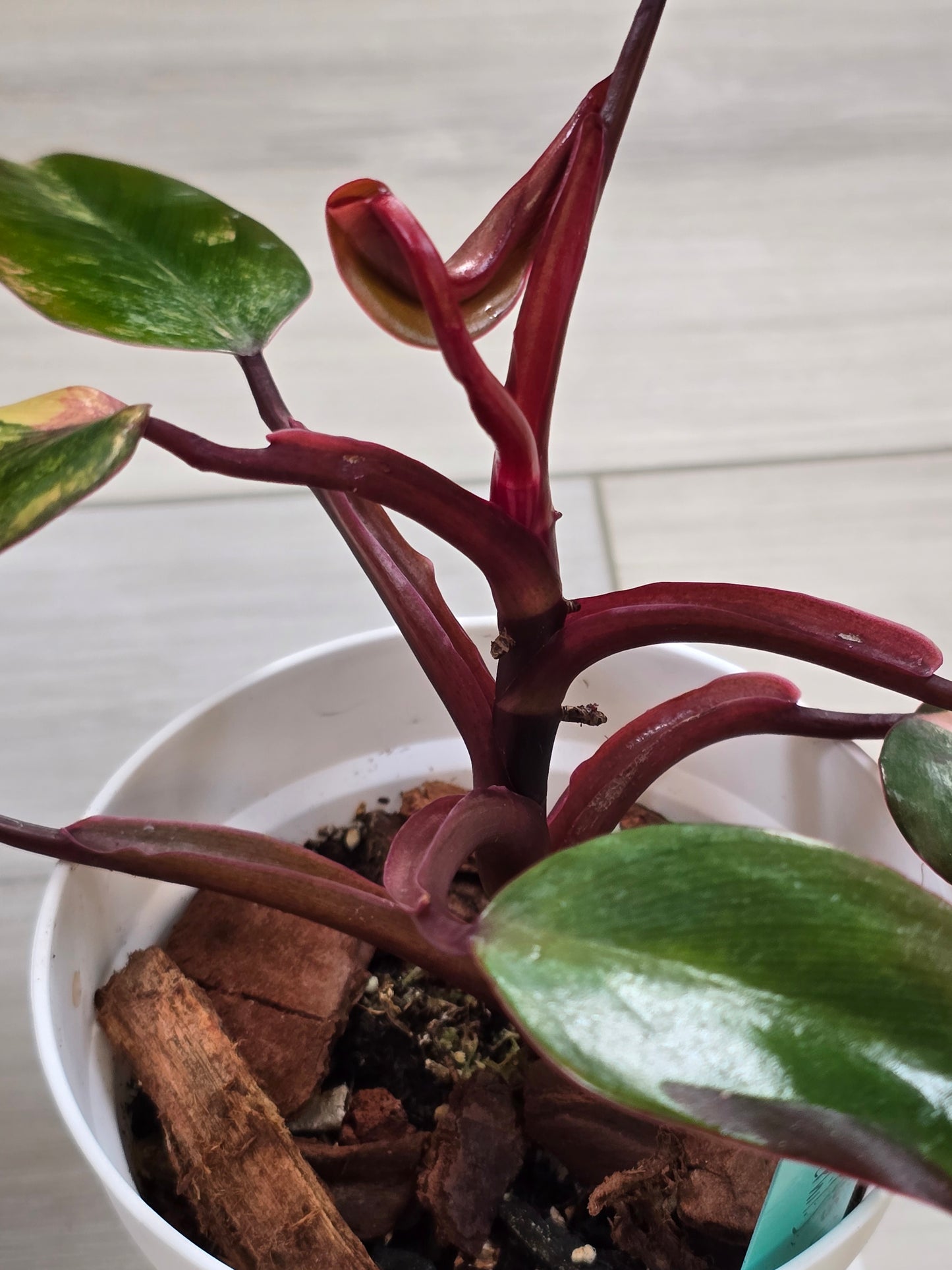 Philodendron Strawberry Shake #2