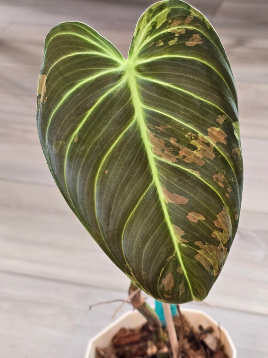 Philodendron Melanochrysum Variegated