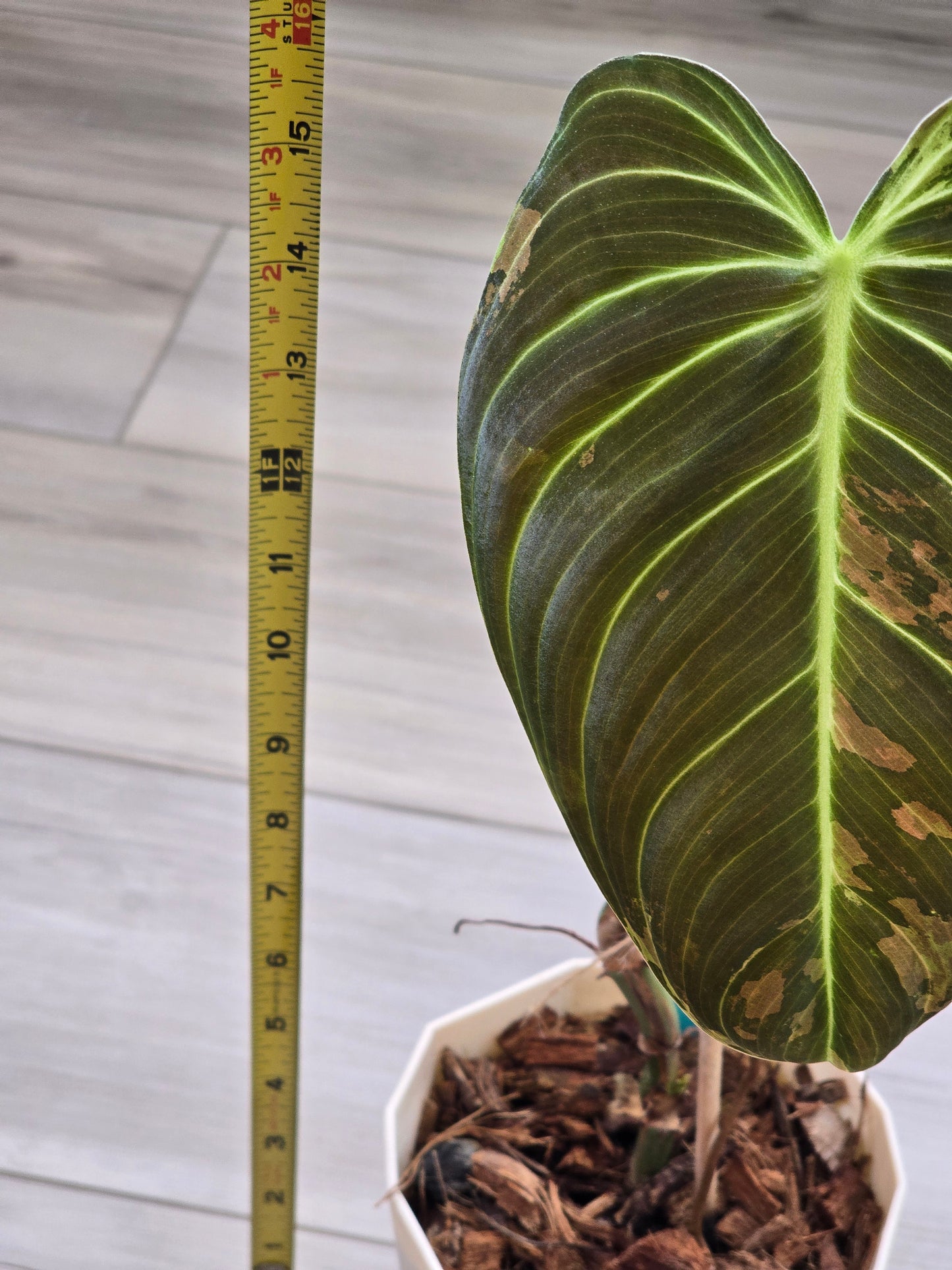 Philodendron Melanochrysum Variegated