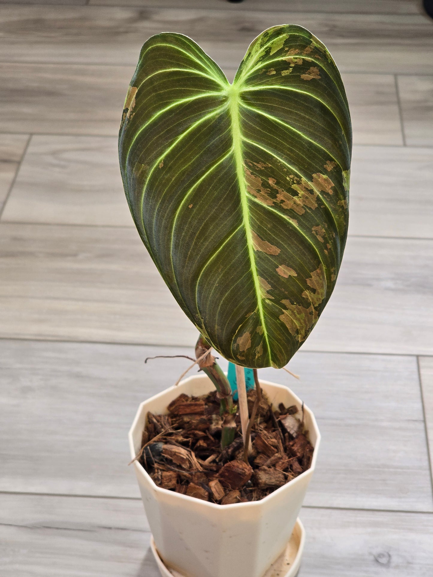 Philodendron Melanochrysum Variegated