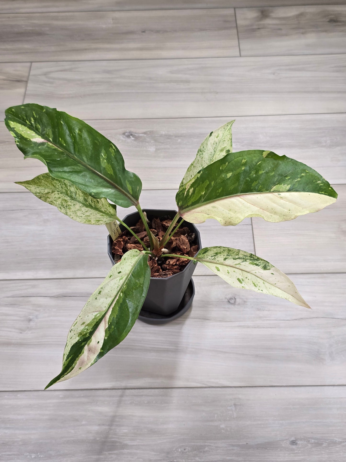 Anthurium Renaissance Variegated #521