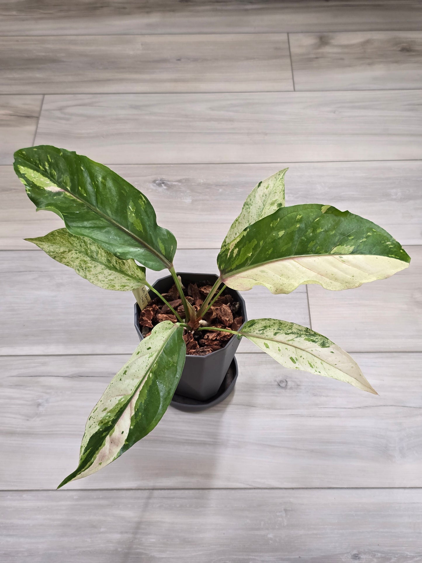 Anthurium Renaissance Variegated #521