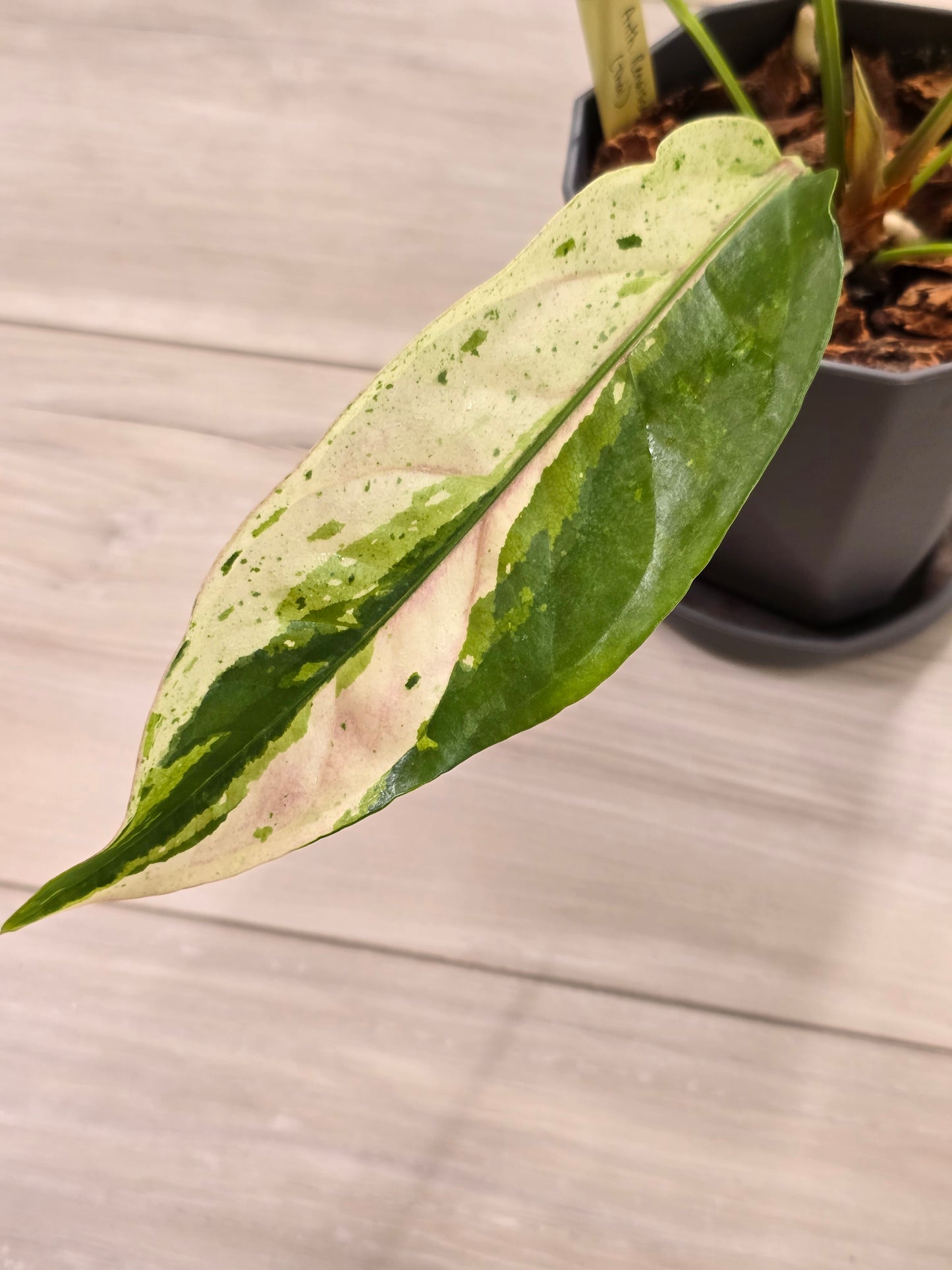 Anthurium Renaissance Variegated #521