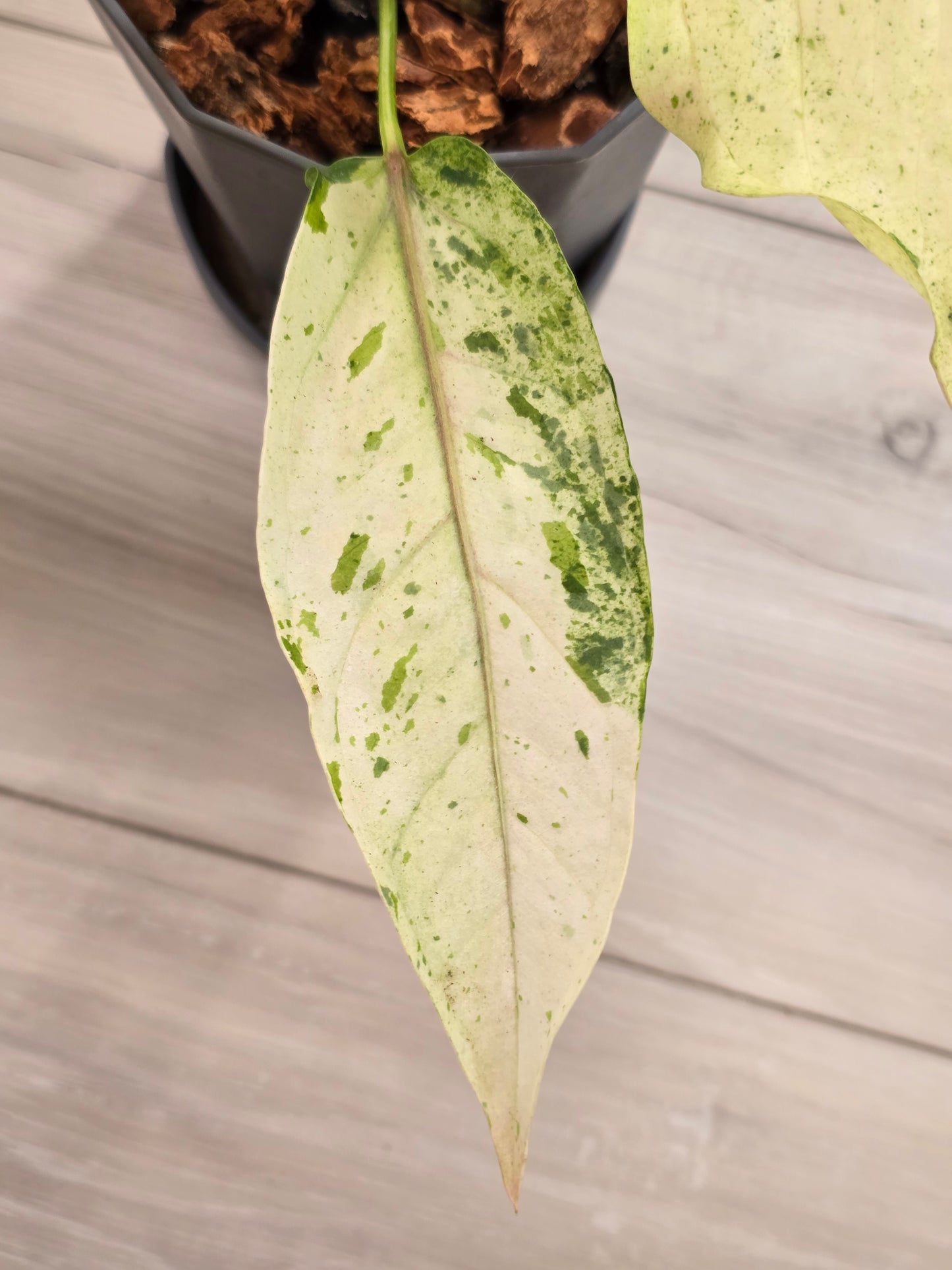 Anthurium Renaissance Variegated #521