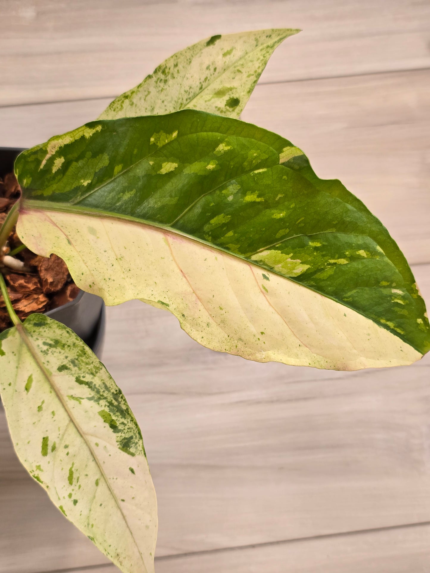 Anthurium Renaissance Variegated #521