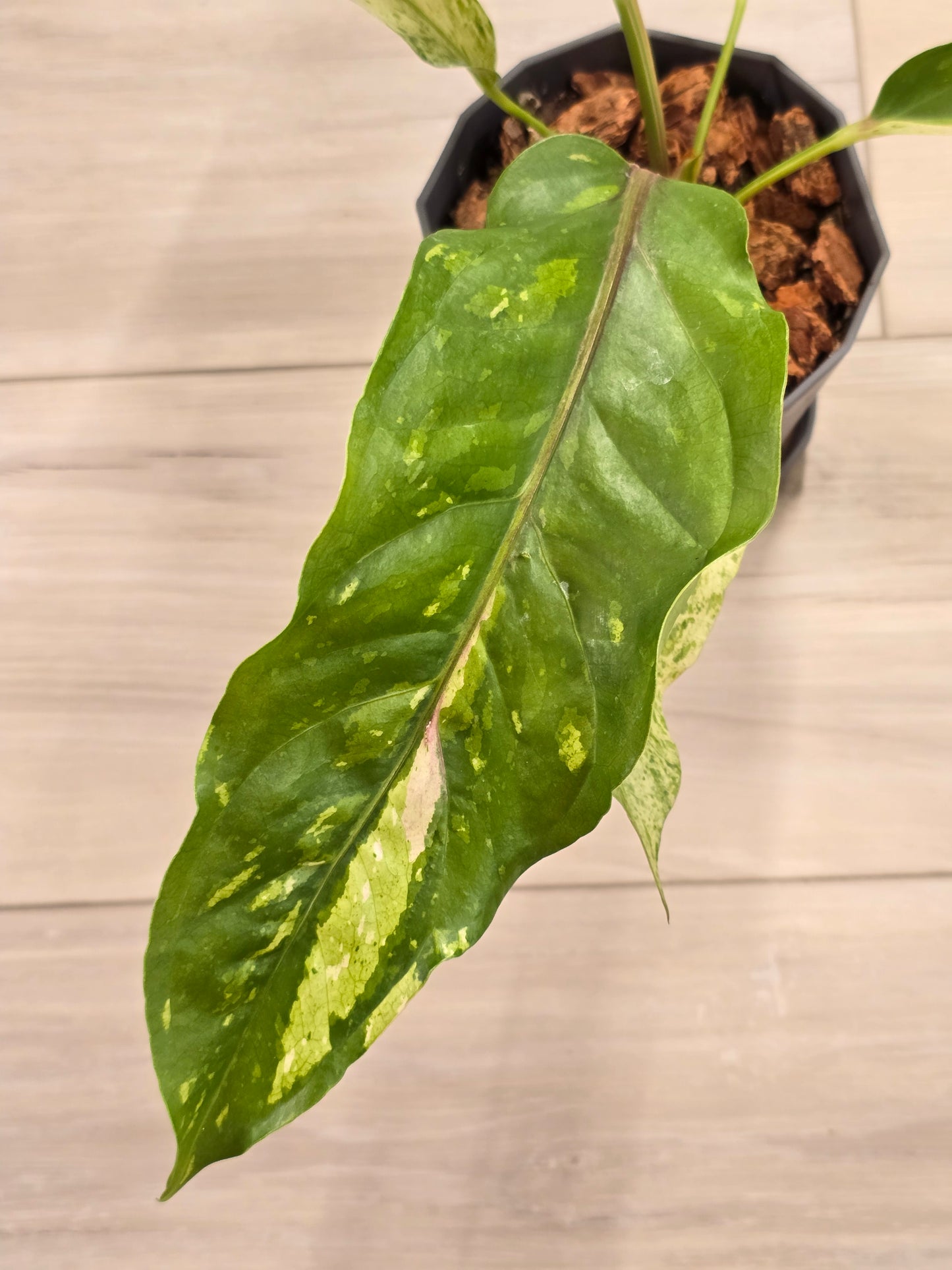 Anthurium Renaissance Variegated #521
