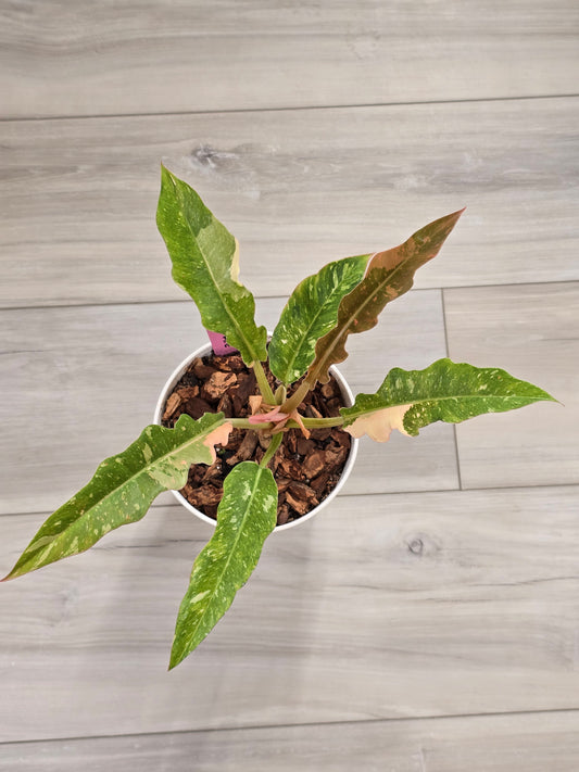 Philodendron Ring of Fire #131