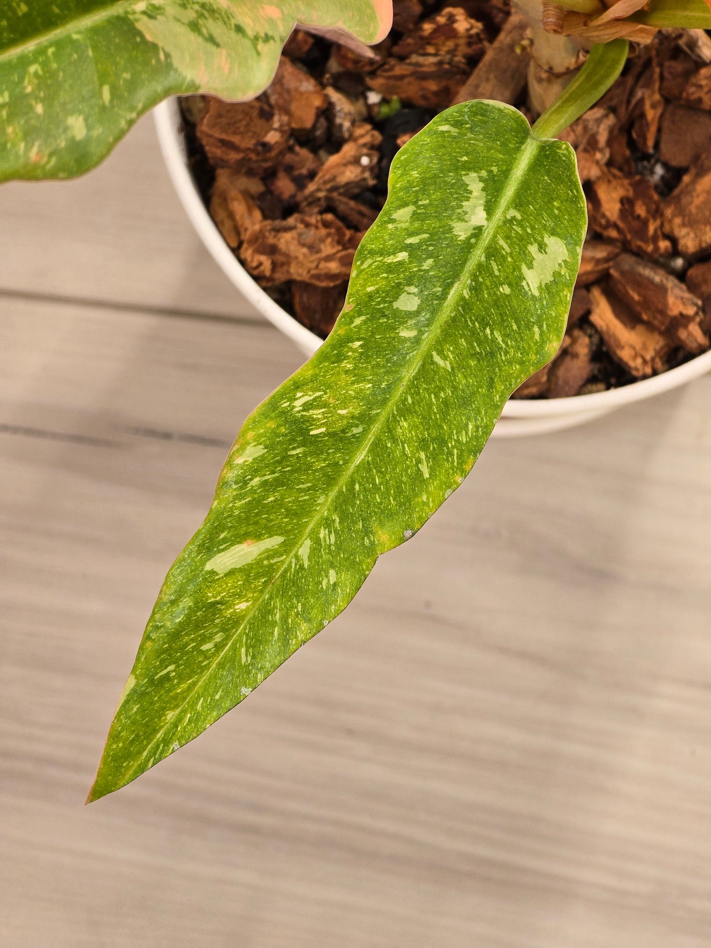 Philodendron Ring of Fire #131