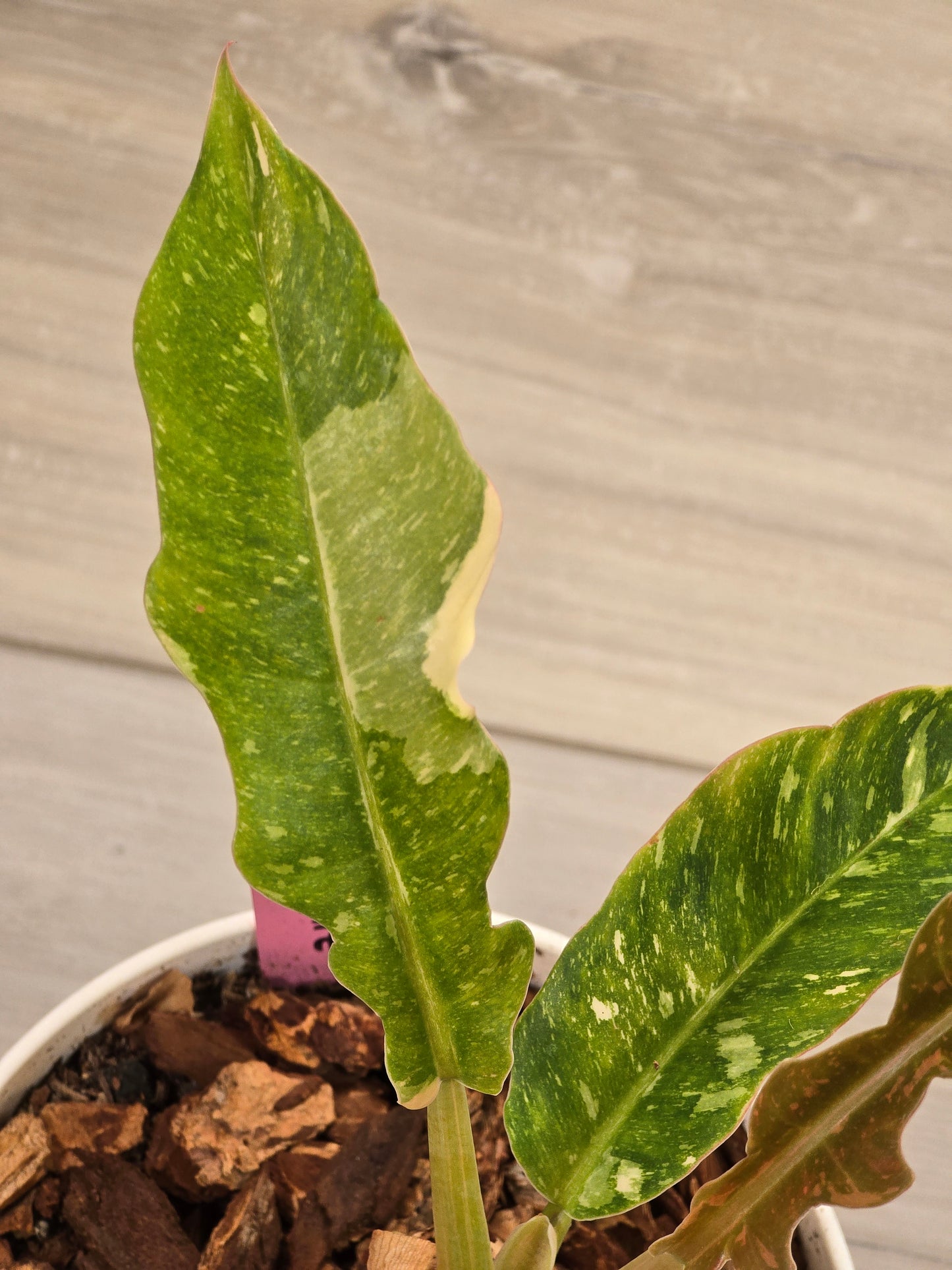 Philodendron Ring of Fire #131