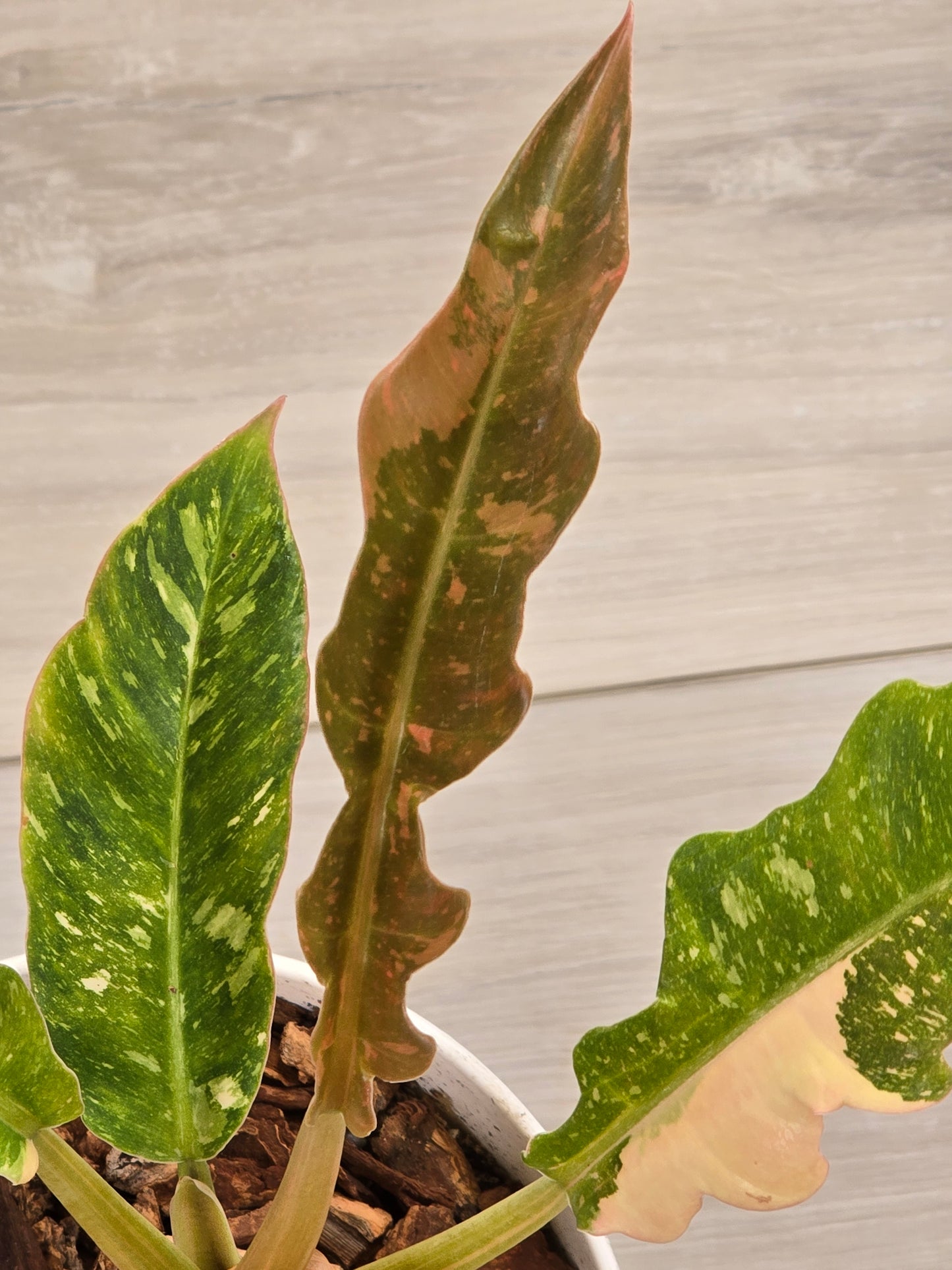 Philodendron Ring of Fire #131