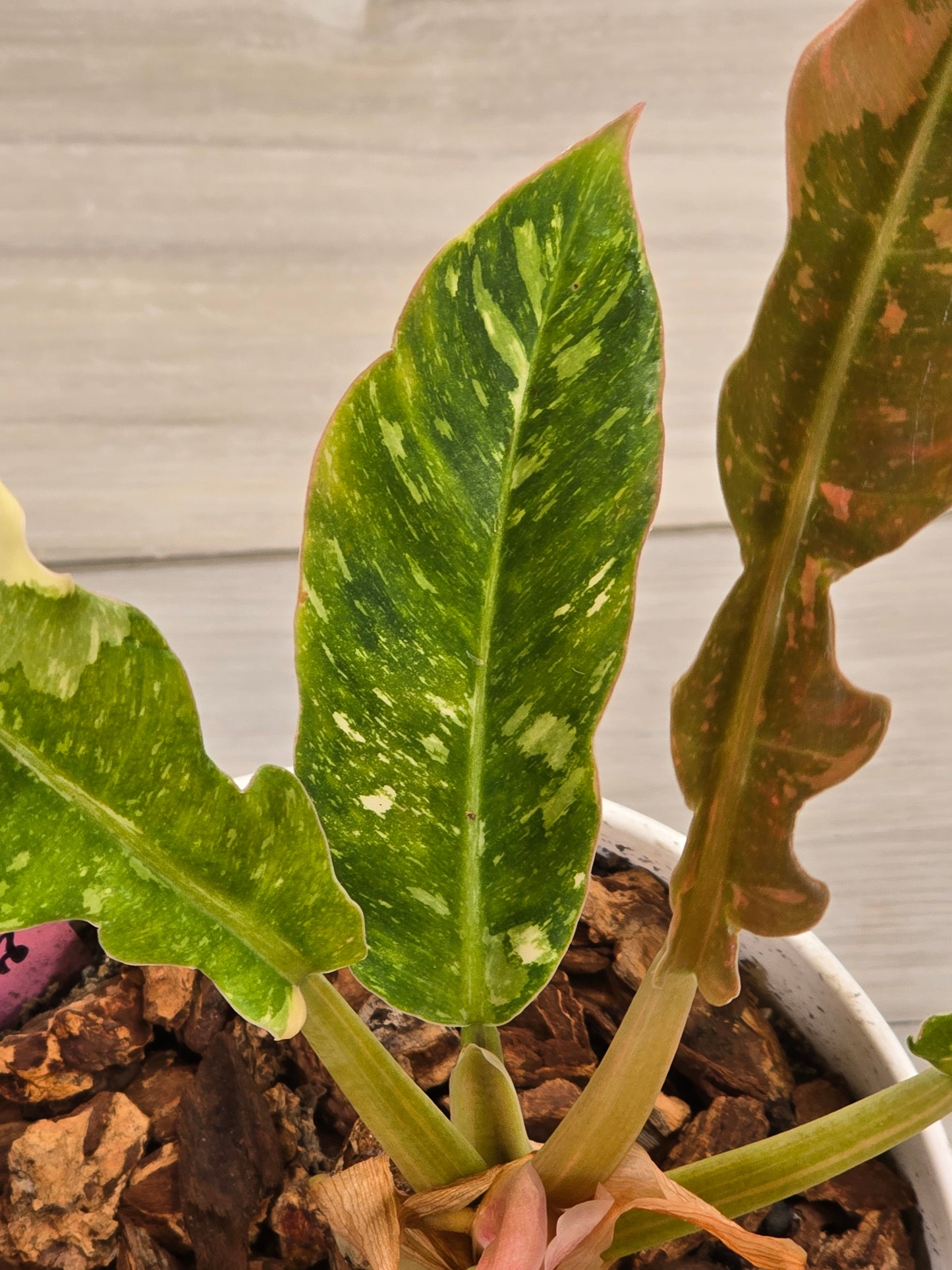 Philodendron Ring of Fire #131