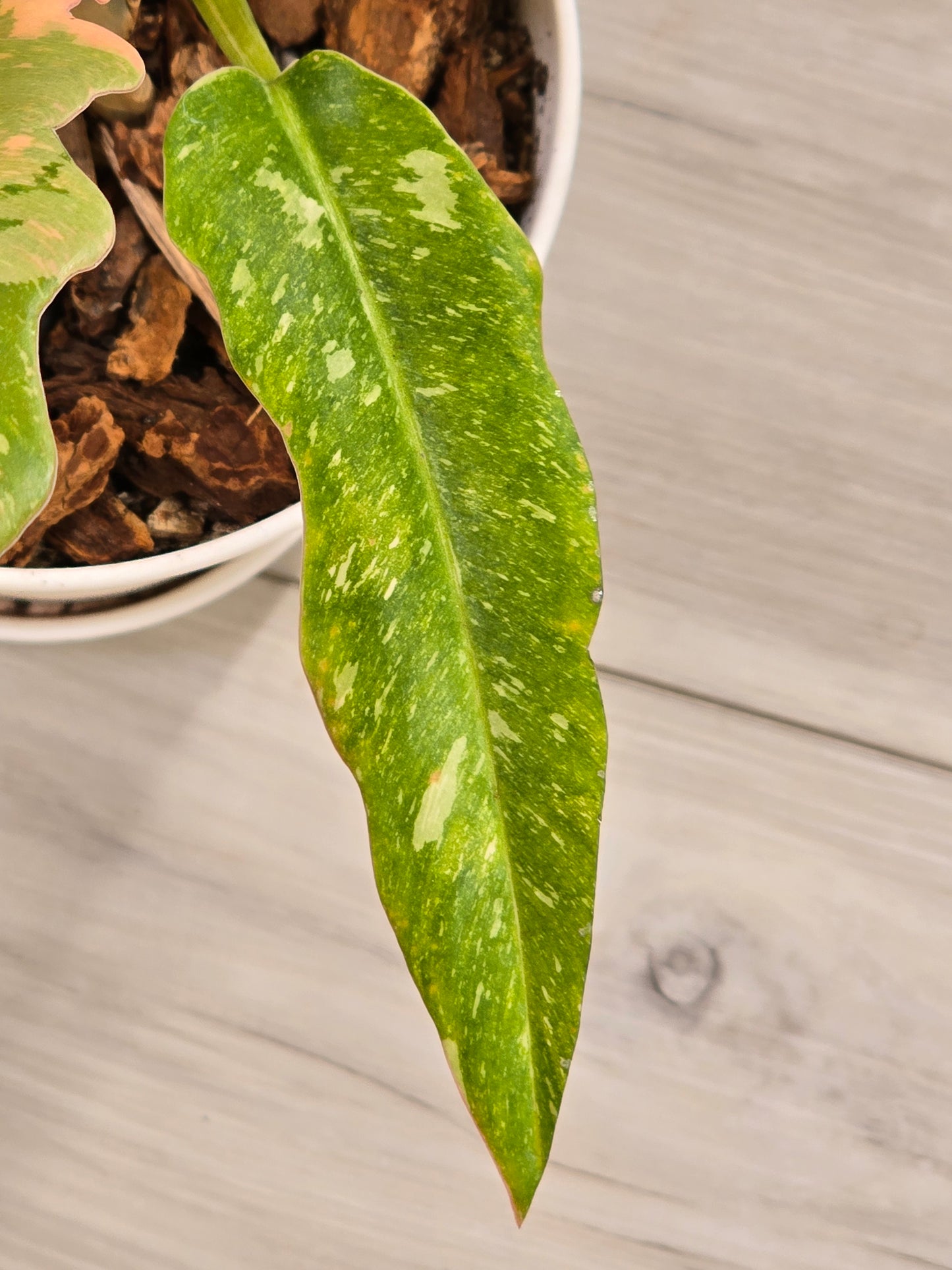 Philodendron Ring of Fire #131