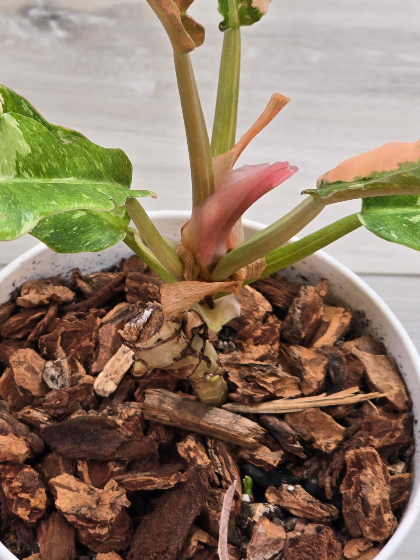 Philodendron Ring of Fire #131