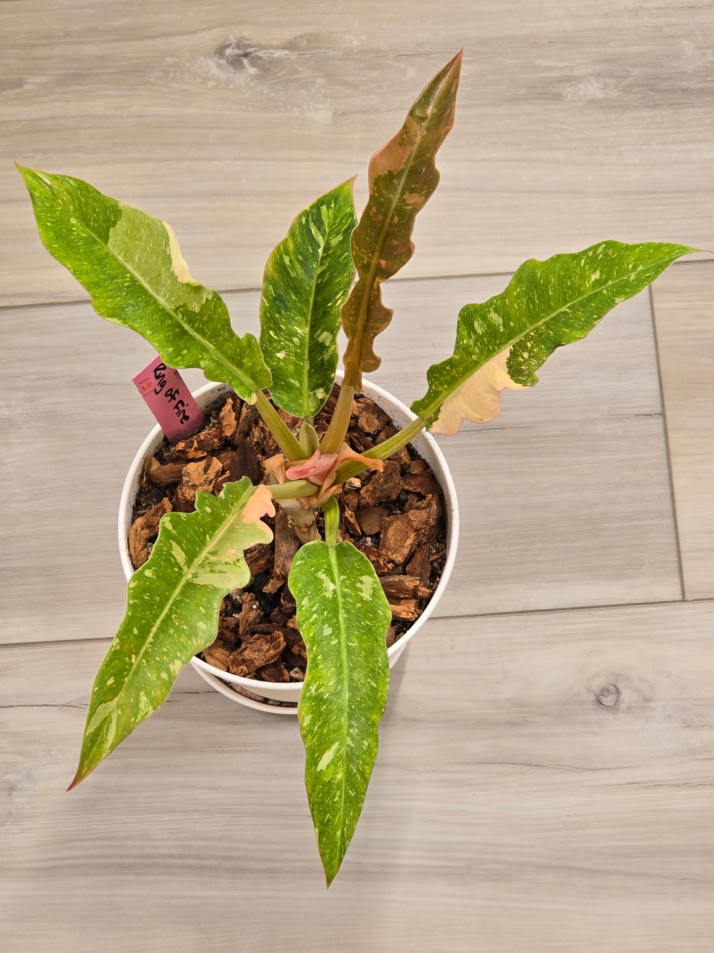 Philodendron Ring of Fire #131