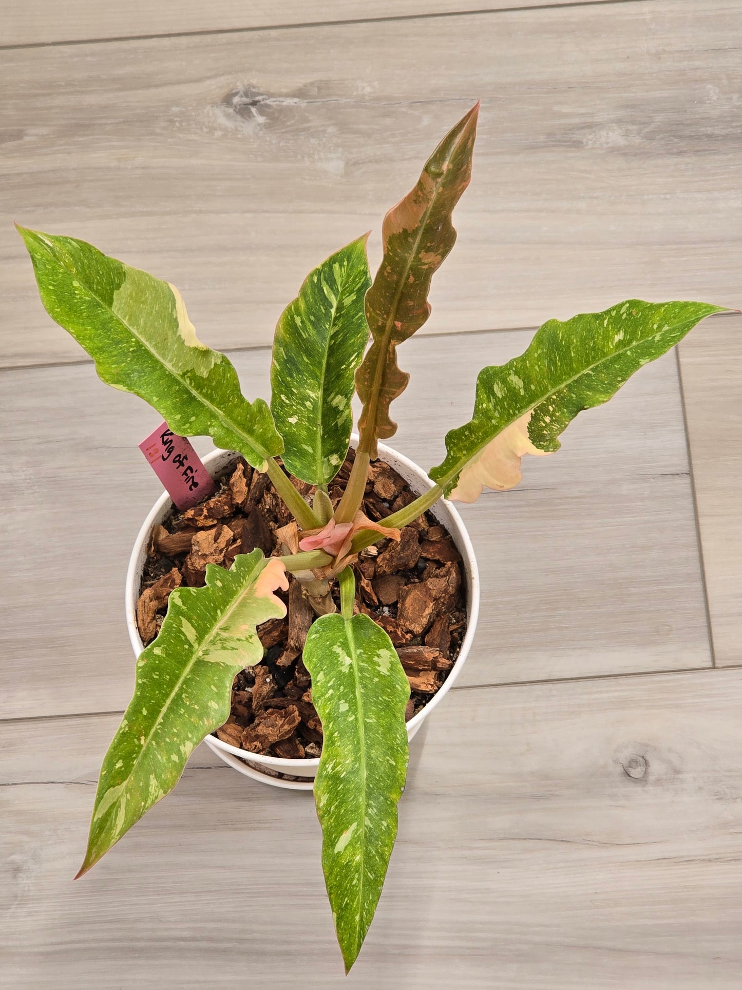 Philodendron Ring of Fire #131