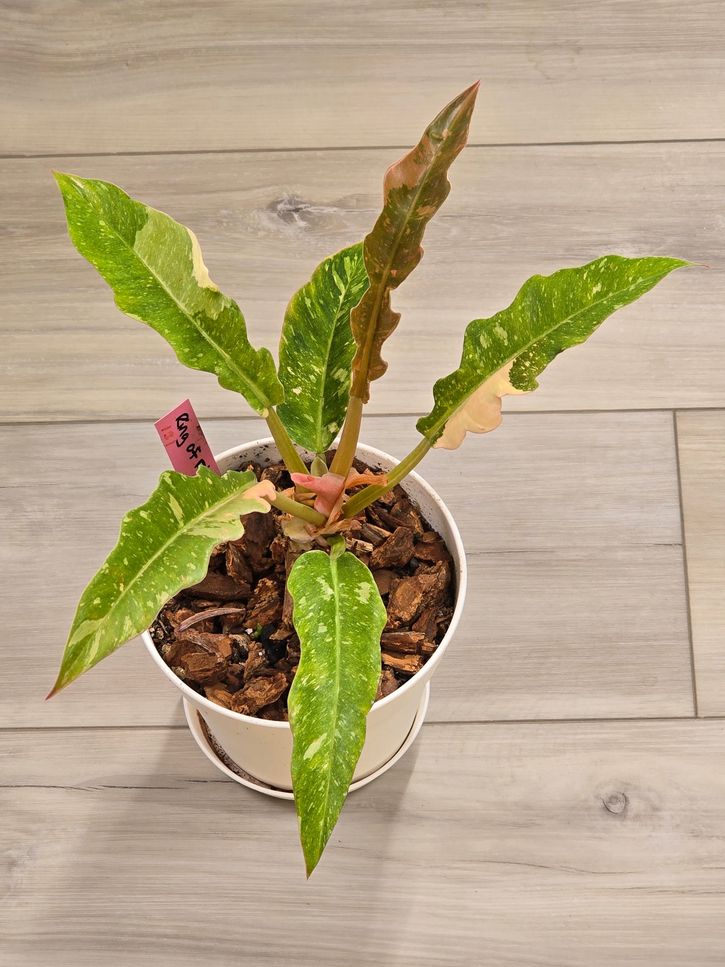 Philodendron Ring of Fire #131