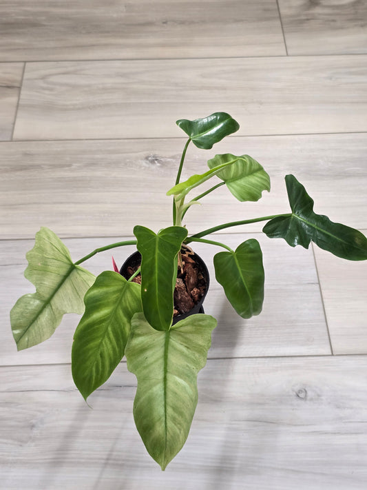 Philodendron Golden Dragon Mint #3
