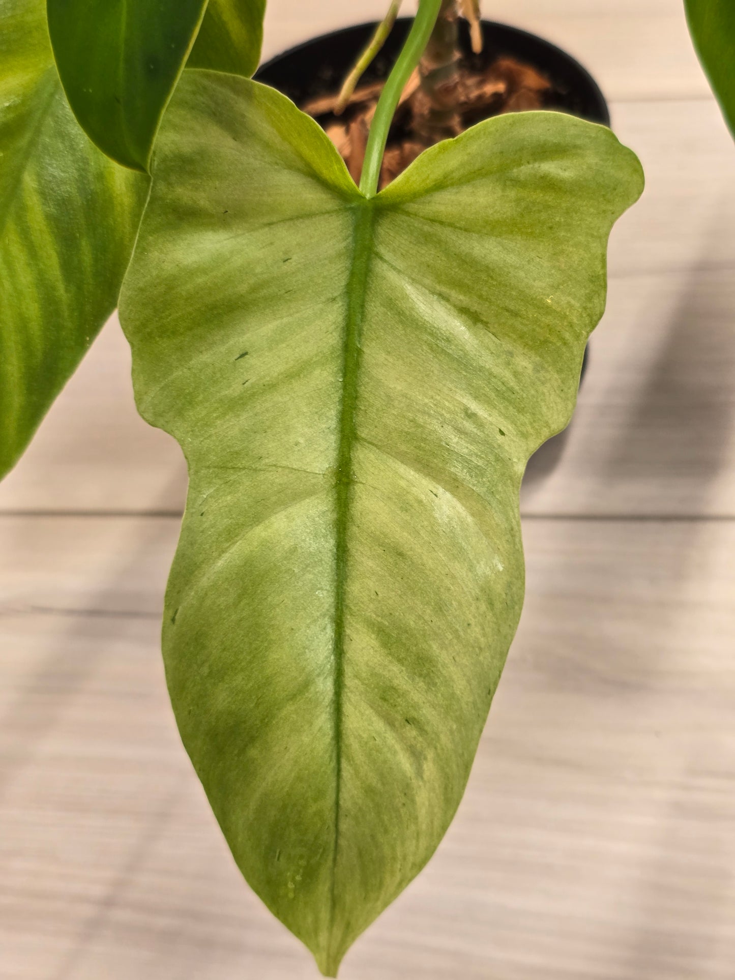 Philodendron Golden Dragon Mint #3
