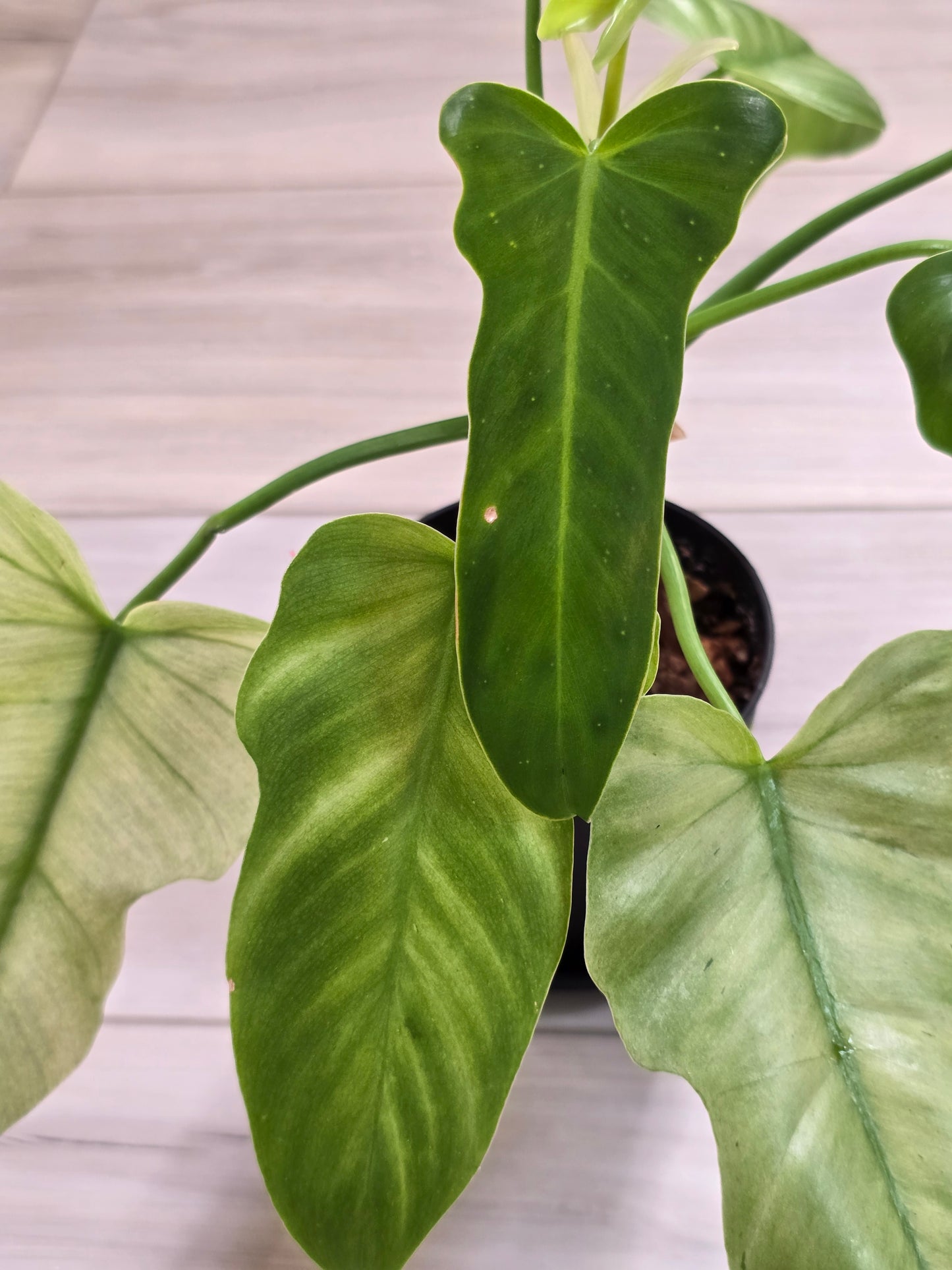 Philodendron Golden Dragon Mint #3
