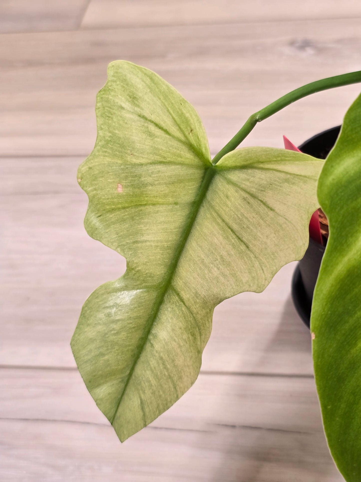 Philodendron Golden Dragon Mint #3