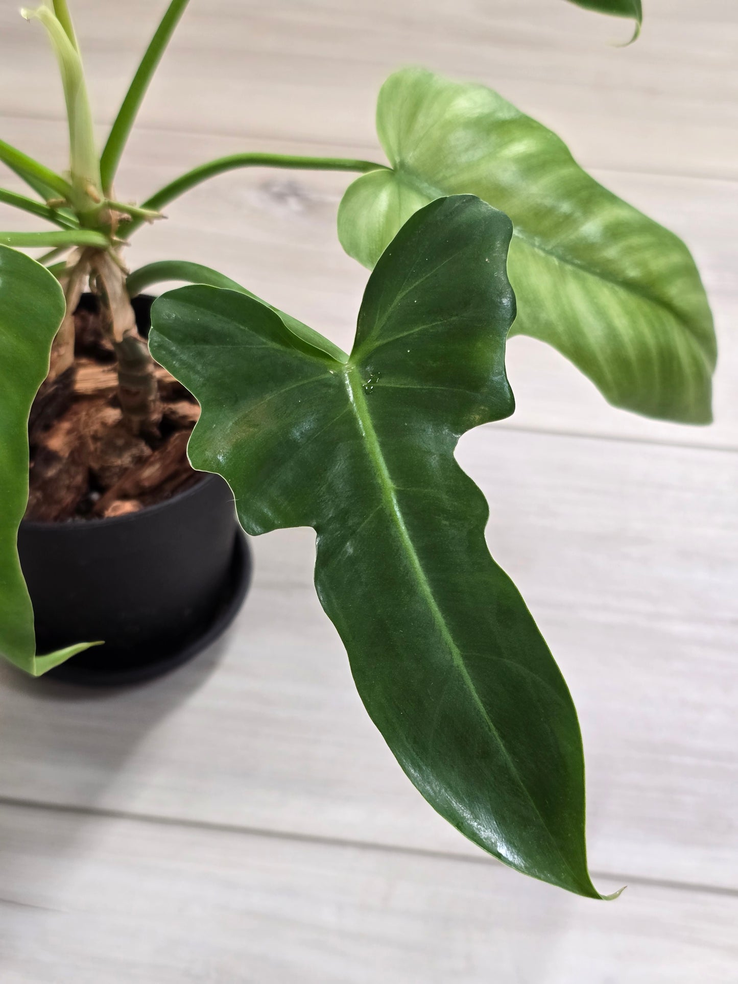Philodendron Golden Dragon Mint #3