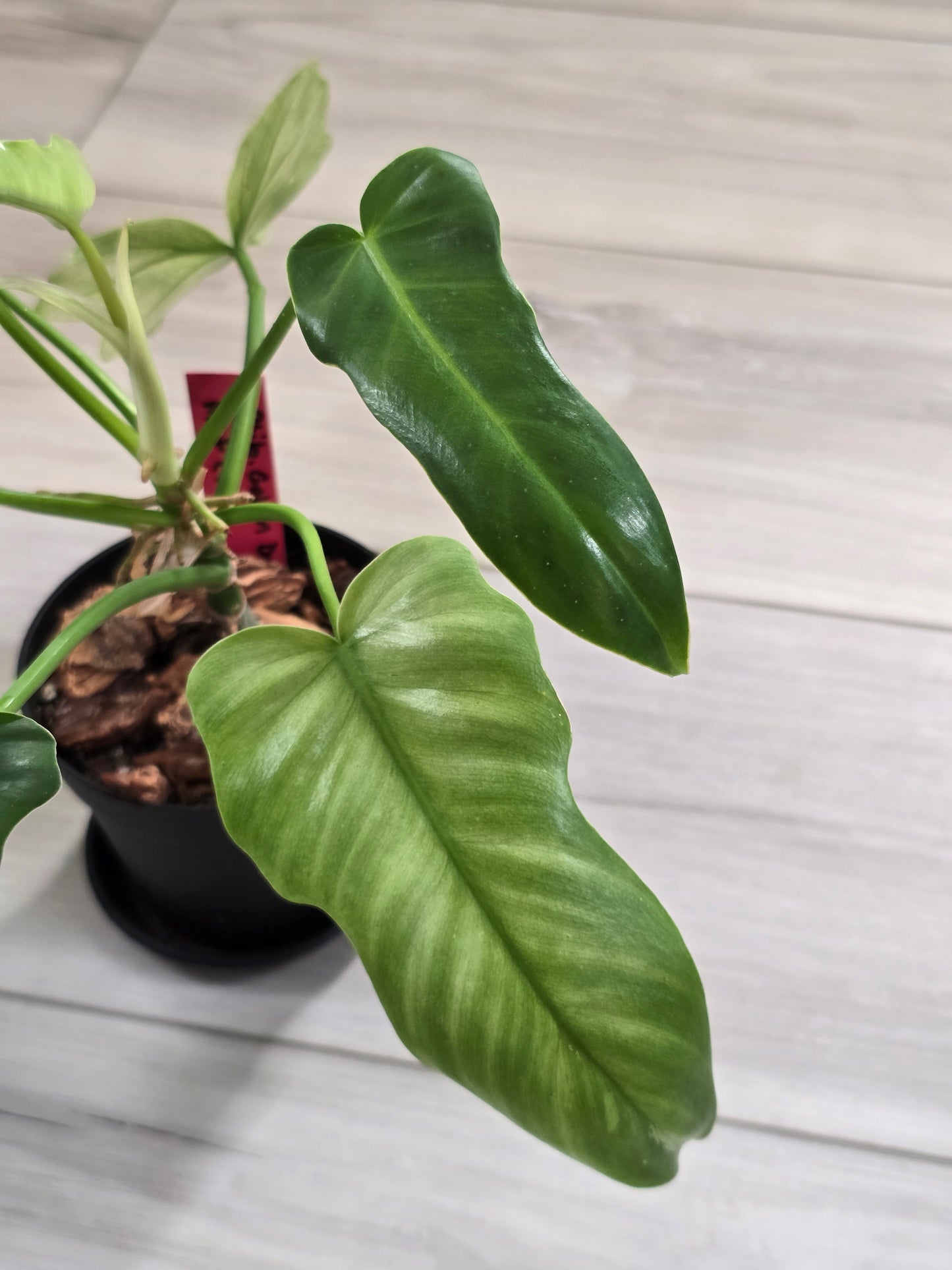 Philodendron Golden Dragon Mint #3