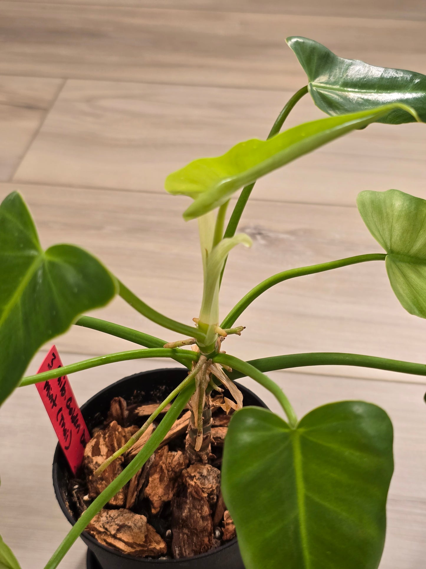 Philodendron Golden Dragon Mint #3