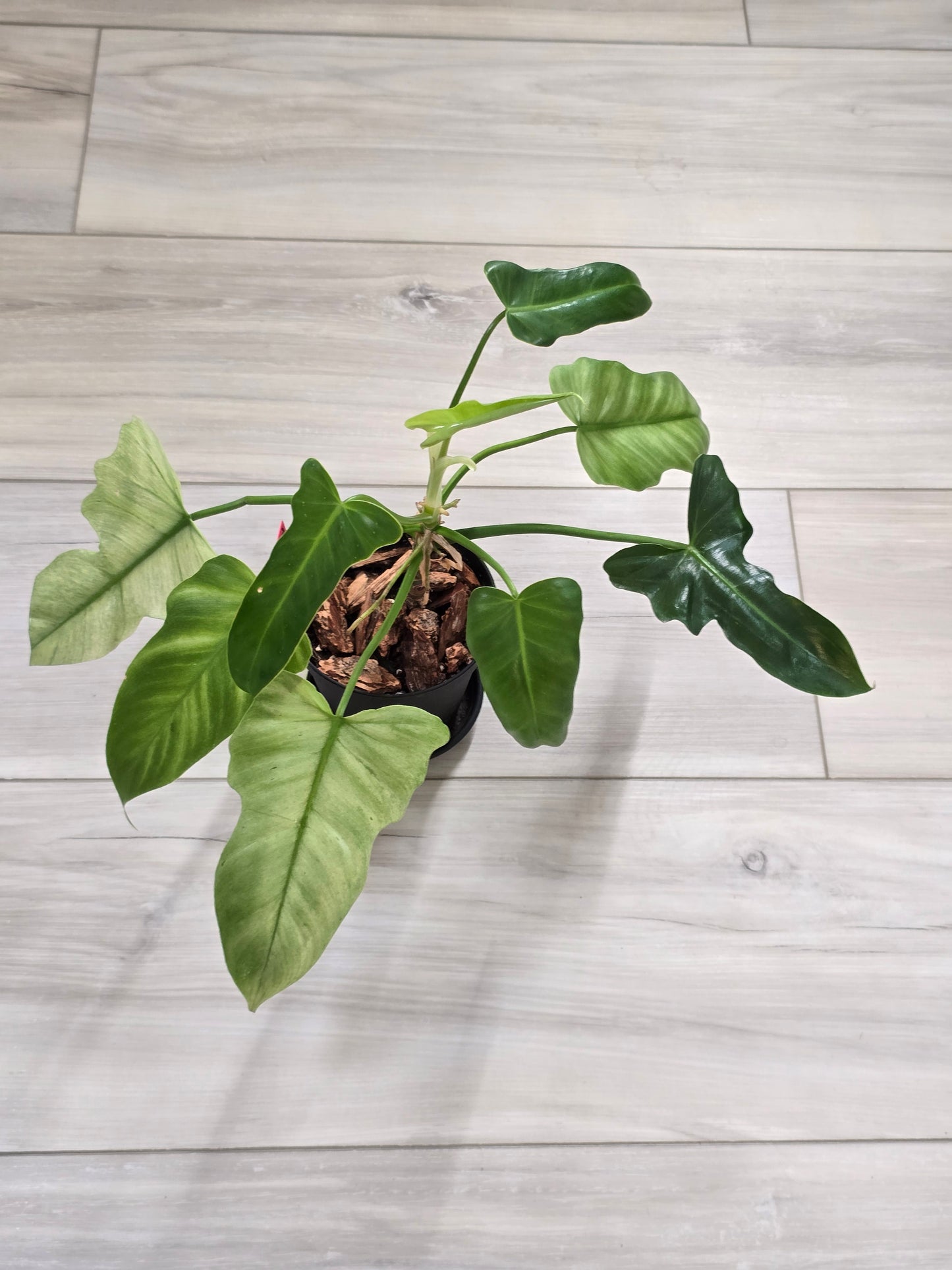 Philodendron Golden Dragon Mint #3