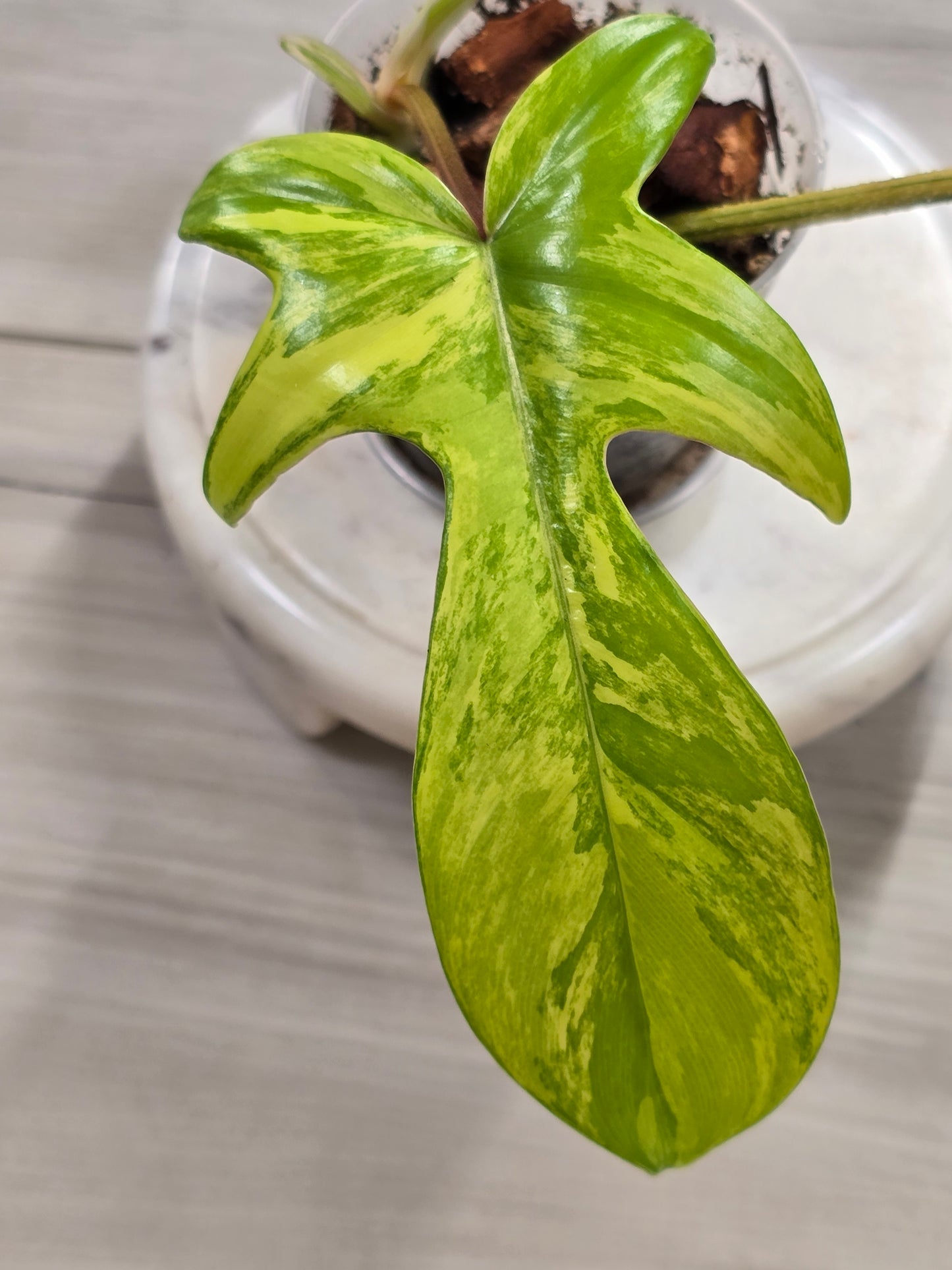 Philodendron Florida Beauty Variegated