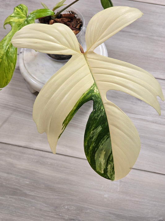 Philodendron Florida Beauty Variegated