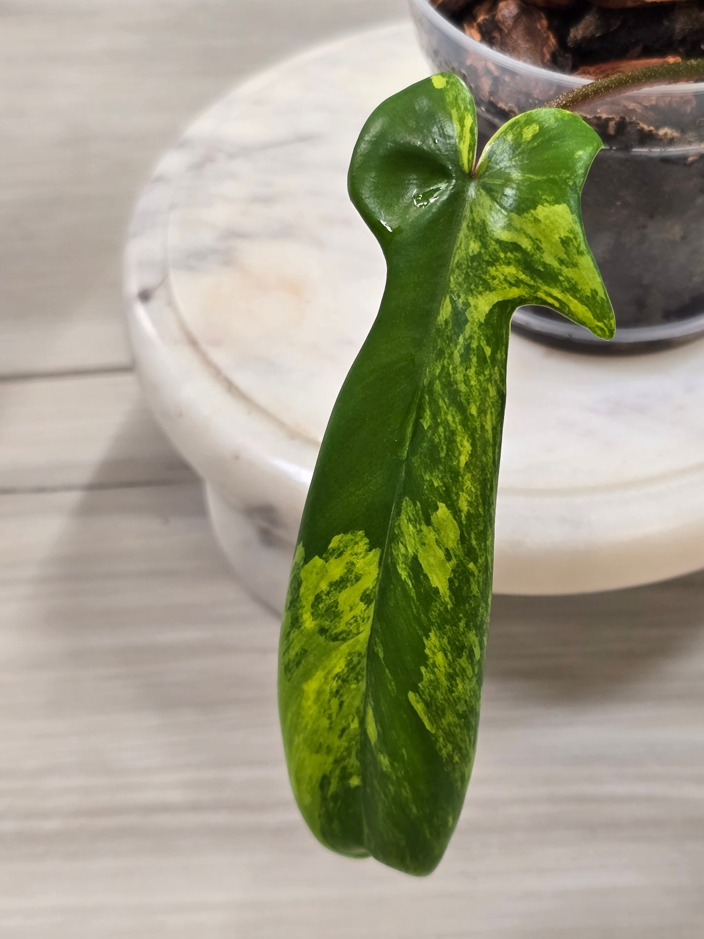Philodendron Florida Beauty Variegated