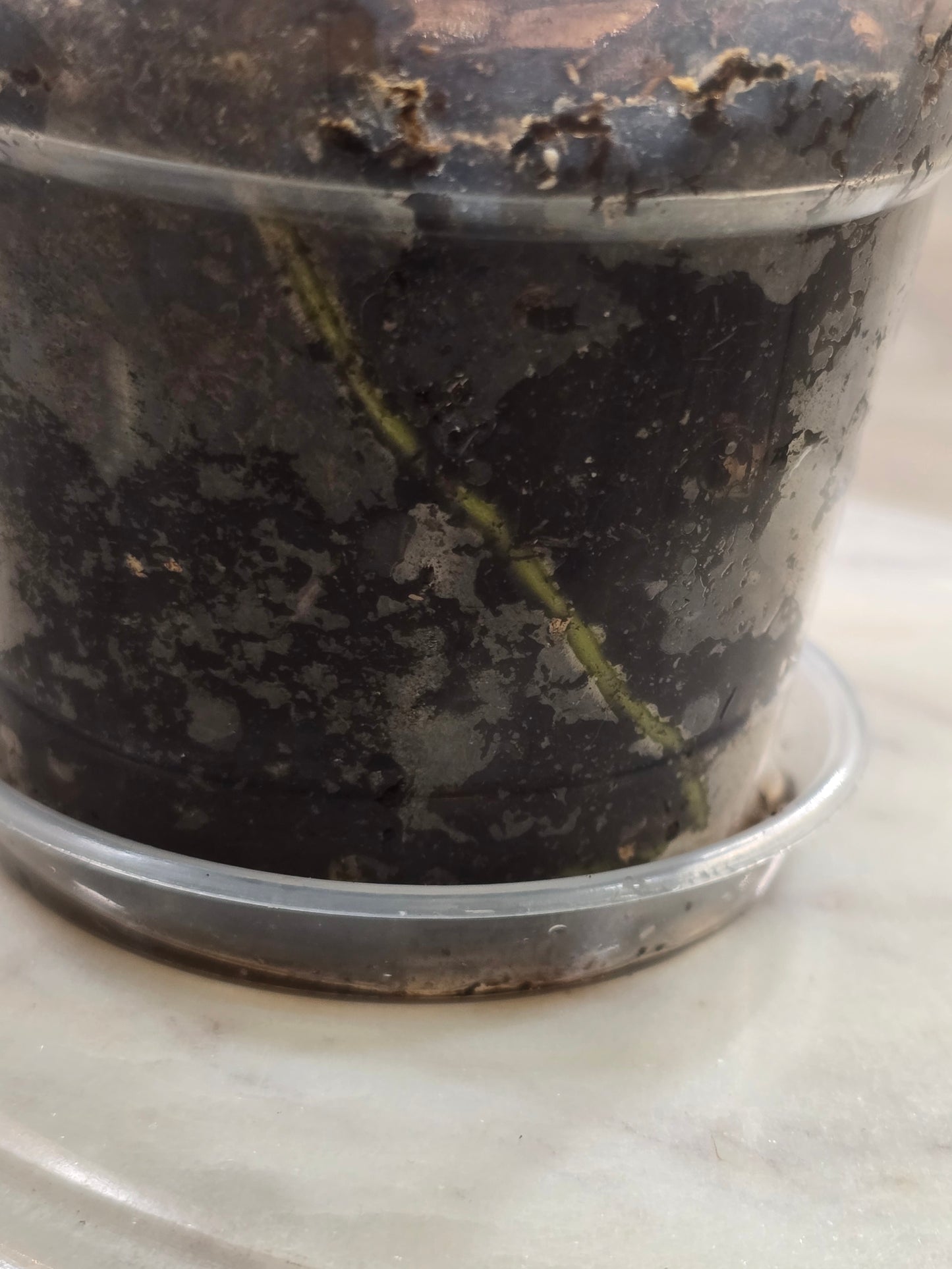 Philodendron Florida Beauty Variegated