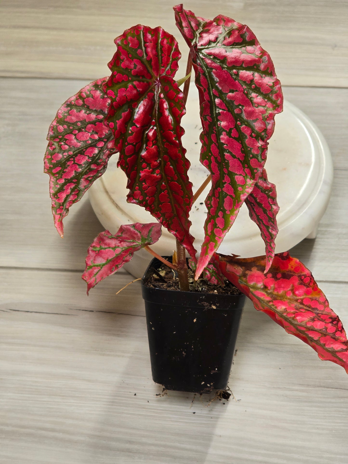 Begonia Pink Legacy (RARE)