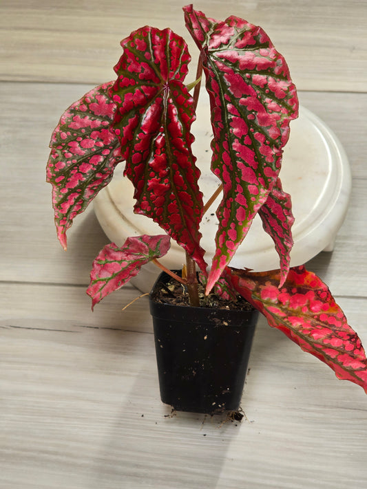 Begonia Pink Legacy (RARE)