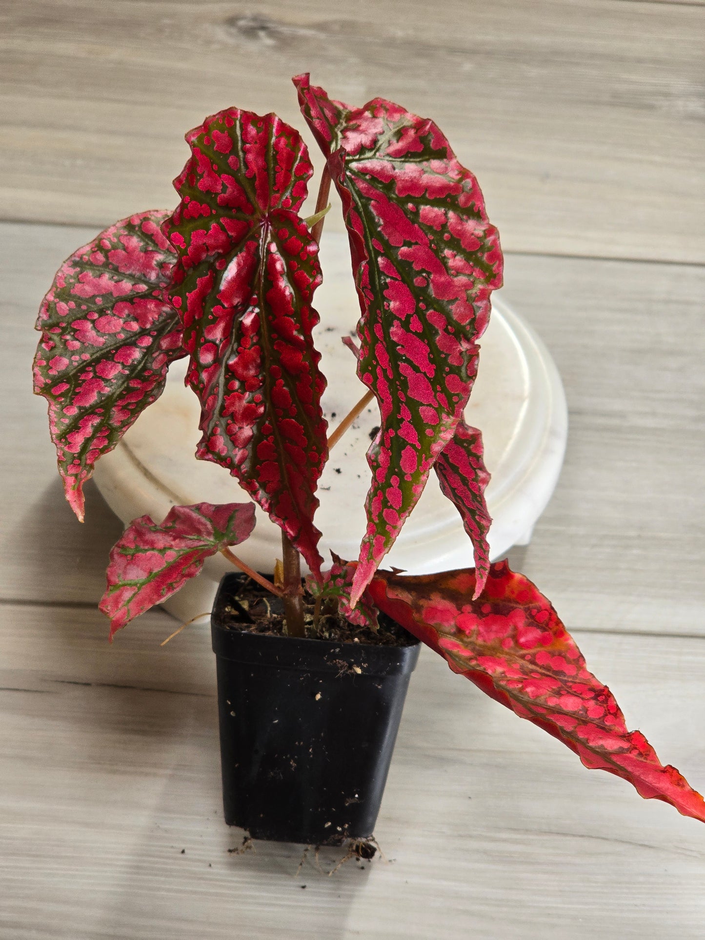 Begonia Pink Legacy (RARE)